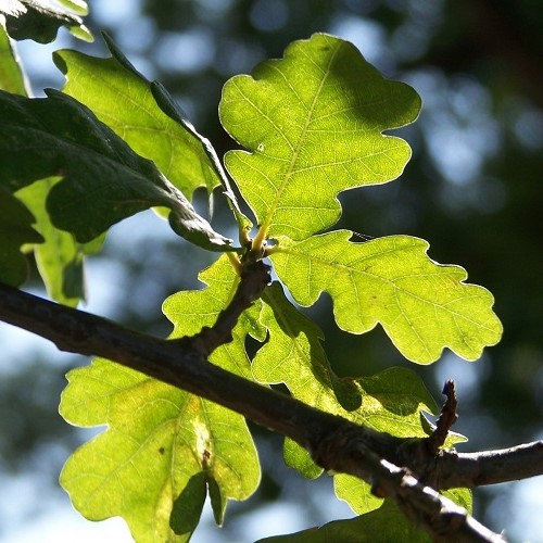 Quercus robur, English Oak - Pb28/Pb40 - Image 2