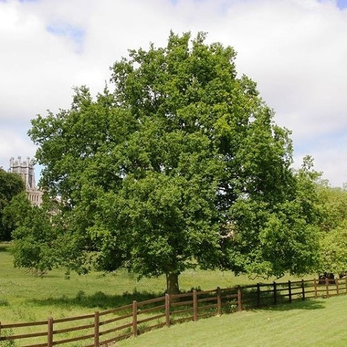 Quercus robur, English Oak - Pb28/Pb40