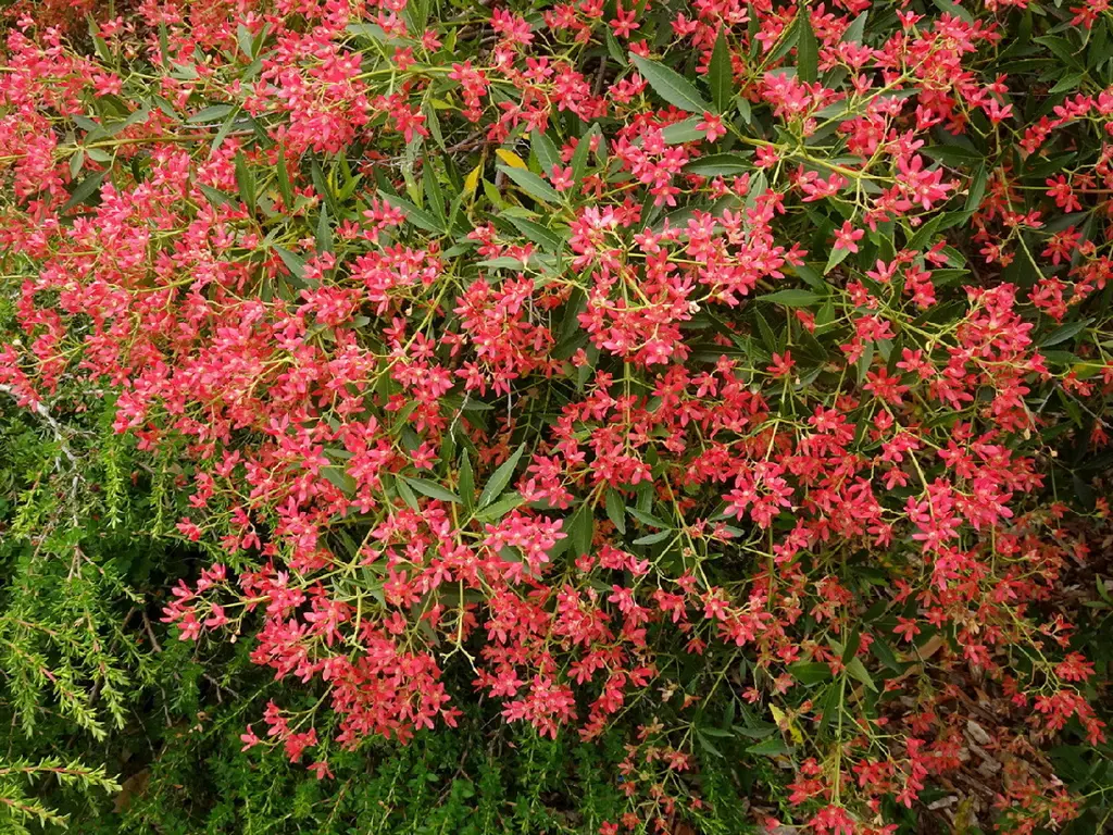 Ceratopetalum g. Raineys Red - 3.5L (20/50) - Image 2