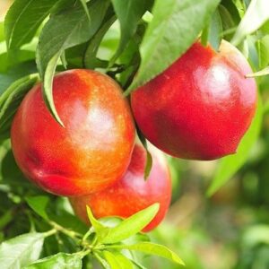 Nectarine Triple Snow Queen/Red Gold/Firebrite - Pb18/Pb28