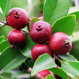 Guava Red Cherry