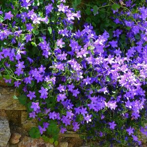 Campanula Resholdt's, Bellflower - Pot