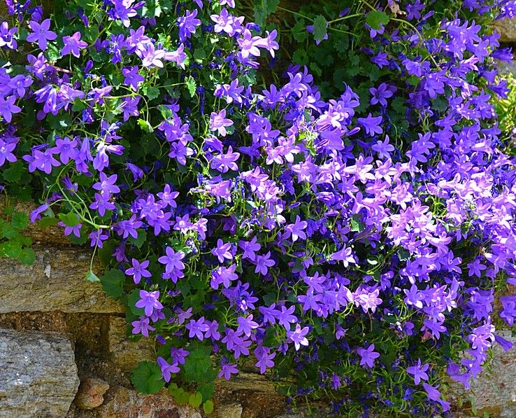 Campanula Resholdt's, Bellflower - Pot