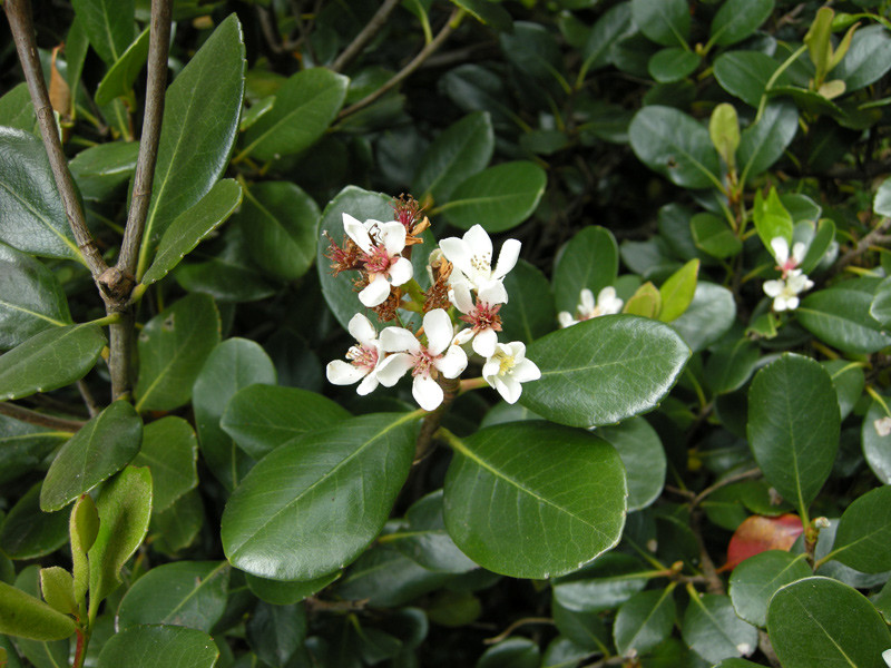 Rhaphiolepis umbellata, Yedda Hawthorn -2/3L (30/50)
