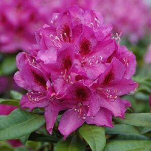 Rhododendron Anah Kruschke - 3.5Ltr