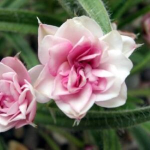 Rhodohypoxis Hope - 1.3Ltr