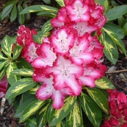 Rhododendron President Roosevelt - 6Ltr - Image 2