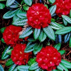 Rhododendron Rubicon - 6Ltr