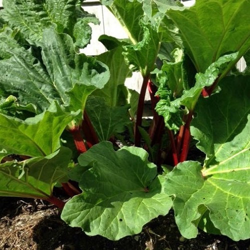 Rhubarb Claret Cobbler - 2Ltr