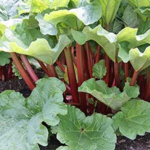 Rhubarb Ruddy Fool - 2Ltr
