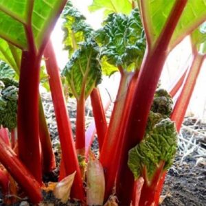 Rhubarb Moulin Rouge - 2Ltr