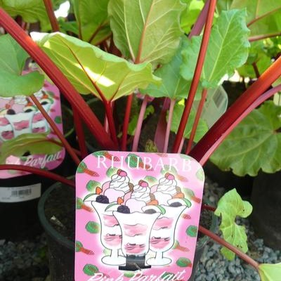 Rhubarb Pink Parfait