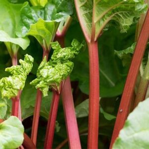 Rhubarb Ruby Tart - 2Ltr