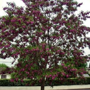Robinia Casque Rouge, Black Locust - Pb28/Pb40 (2.5m/3m)