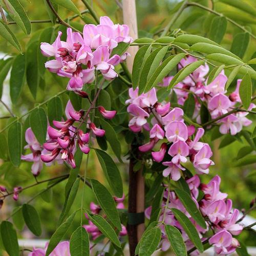 Robinia hillierii, Pink Acacia - Pb18/Pb28 (2.5m/3m) - Image 2