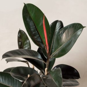 Ficus elastica Robusta, Rubber Plant - 0.5L (10/30)