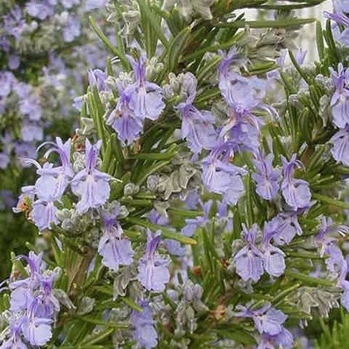 Rosmarinus Tuscan Blue - Pot - Image 2