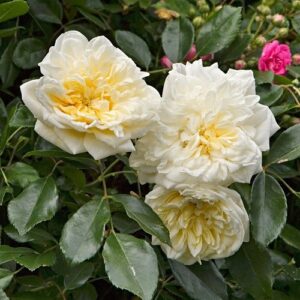 Rose Alberic Barbier (rambling) - Pb5