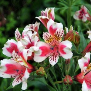 Alstroemeria Rose Frost