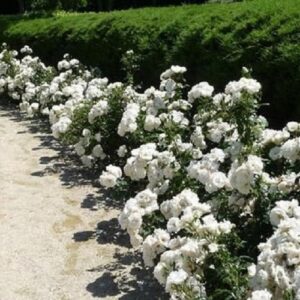 Rose Sea Foam - Pb5