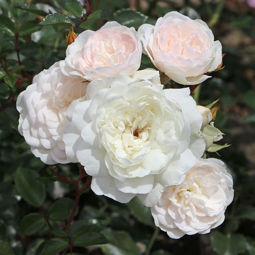 Rose Sea Foam - Pb5 - Image 2