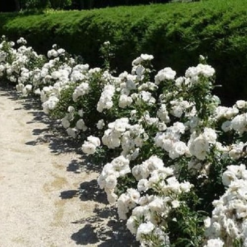 Rose Sea Foam - Pb5