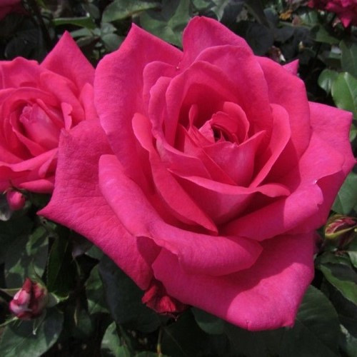 Rose Showpiece Lipstick - 2.5Ltr