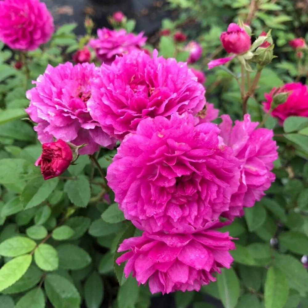 Rose Sweet Chariot (floribunda) - 2.5Ltr