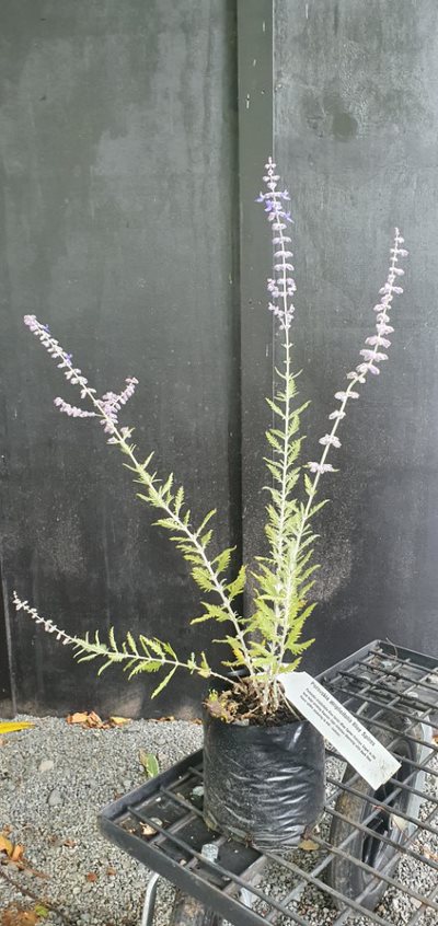 Perovskia atriplicifolia, Russian Sage - 2Ltr - Image 3
