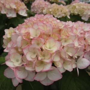 Hydrangea Sabrina - 2.5L
