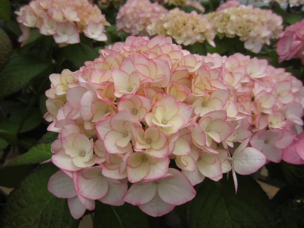 Hydrangea Sabrina - 2.5L