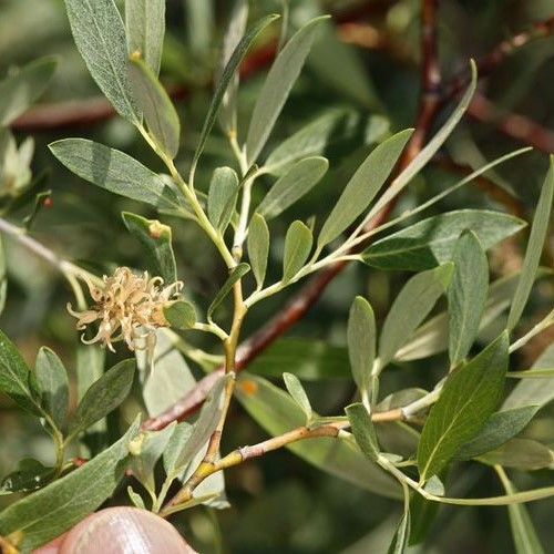 Salix geyeriana, Geyer's Willow - Pb6.5 - Image 3