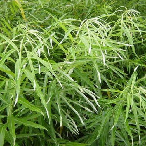 Salix Kinuyanagi, Japanese Fodder Willow - Pb6.5 - Image 2
