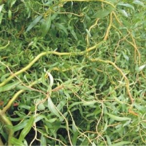 Salix tortuosa Aurea, Corkscrew Willow - Pb6.5