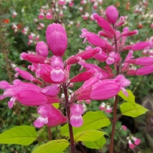 Salvia involucrata, Roseleaf Sage - 1.9Ltr - Image 2