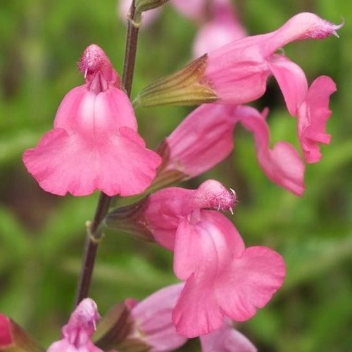 Salvia La Siesta, Sage - Pb3 - Image 2