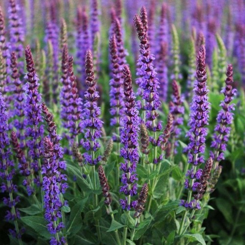 Salvia Ostfriesland - 2.5Ltr - Image 2
