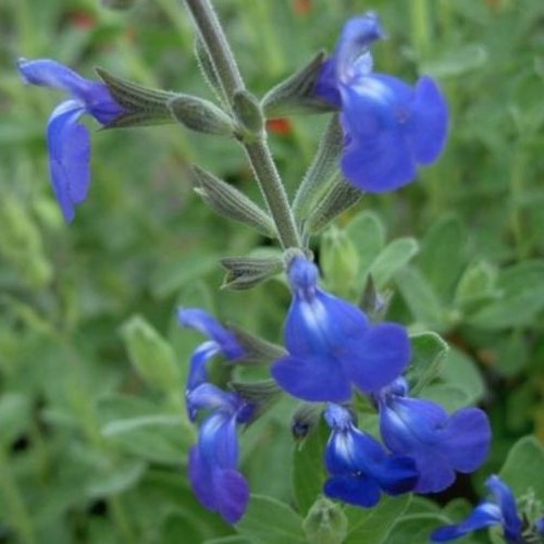 Salvia Amore - 2.5Ltr - Image 2