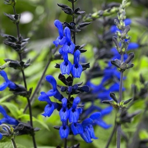 Salvia Black And Blue - 1.4Ltr - Image 2