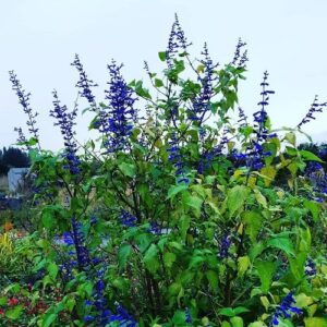 Salvia concolour - 1.4Ltr
