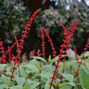 Salvia confertiflora, Red Velvet Sage - Pb5