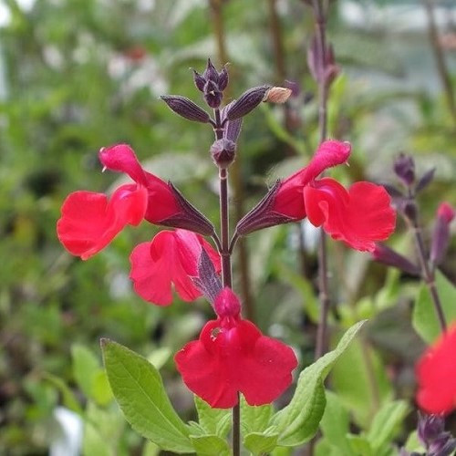 Salvia Maraschino Red, Cherry Salvia - 1.4Ltr - Image 2