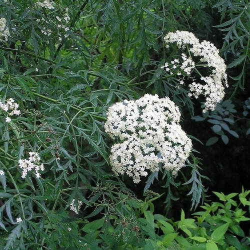 Sambucus nigra Laciniata, Cut - leaved Elderberry - 4.5Ltr - Image 2
