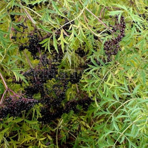 Sambucus nigra Laciniata, Cut - leaved Elderberry - 4.5Ltr - Image 3