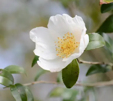 Camellia Sasanqua var. - 12L (100) - Image 2