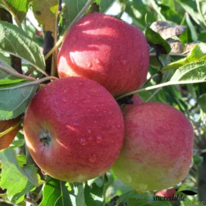 Apple Scallywag