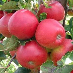 Apple Scarlet Pimpernel - Pb12