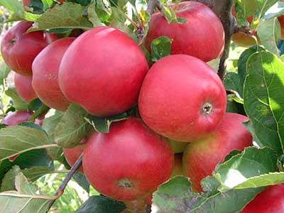 Scarlet Pimpernel.jpg Apple Scarlet Pimpernel - Pb12