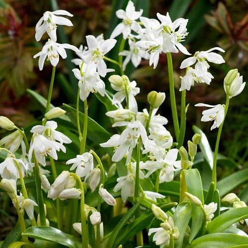 Scilla alba, Siberian Squill - Pot