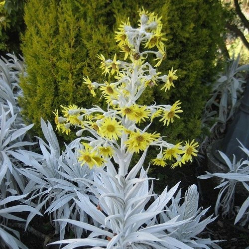 Senecio Bella Grigio - 2.4Ltr - Image 2